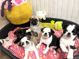 2 KC REGISTERED Chucky Pug puppies *READY NOW*