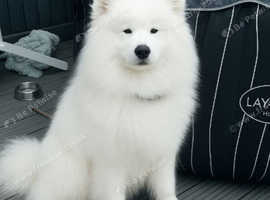 We Are Expecting Samoyed Puppies!