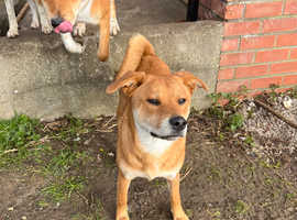 Cross breed Dog needing a new home