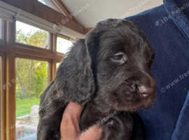 Sproker puppies