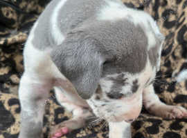 Great dane puppies
