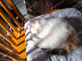 Lili