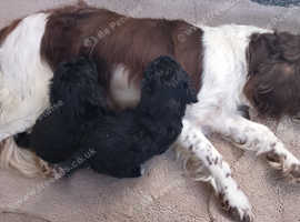 Cockapoo puppies