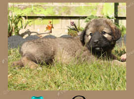 Beautiful Caucasian shepherd x puppies