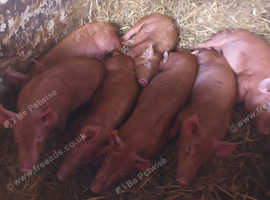 8 weeks old tamworth pigs