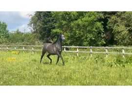 Arabian gelding 2 years , show quality