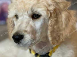 Standard poodle