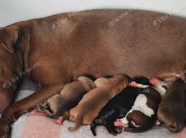 Patterdale pups *READY TO LEAVE 8TH MAY*