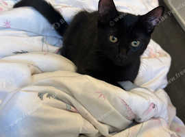 2x Beautiful male kittens for sale