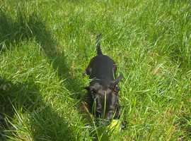 Loving chiweenie