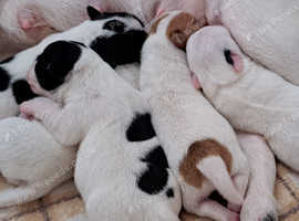 5 Gorgeous Cute Chihuahua Jack Russell Hybrids