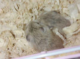 6 baby robo hamsters for sale comes with cage