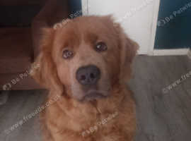 Enquiries for Tibetan Mastiff pups