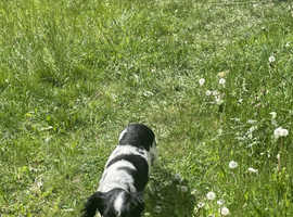 7 beautiful puppies
