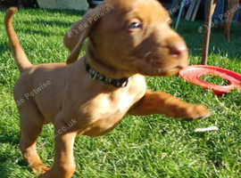 Hungarian Vizsla Puppies