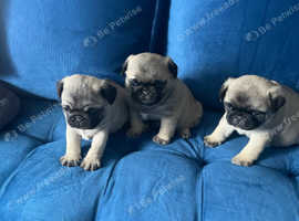 Adorable pugs puppy