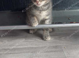 Last 2 gray kittens left