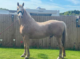 15.2hh palomino gelding section D x Warmblood