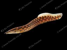 YOUNG ZIGZAG EEL (FRESHWATER)