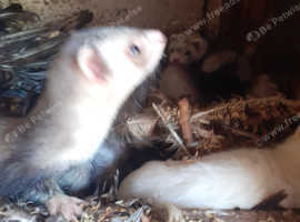 Silver ferrets