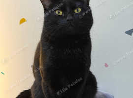 Missing black cat