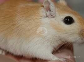 Male and Female Gerbil for sale