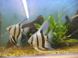 Altum Angel fish