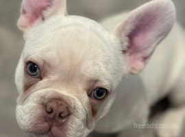 12 Week old lilac cream French bulldog boy