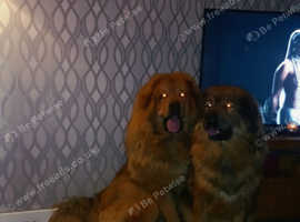 Male&female tibetan mastiff