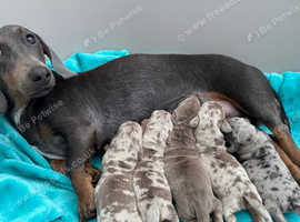 Miniature dachshund puppies