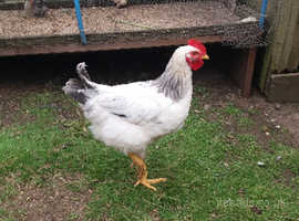 Other Chicken Breeds For Sale Rehome In Inverurie Find Chickens