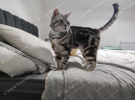 Silver tabby british short hair