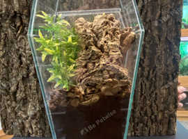 Special offer Venezuelan Suntiger in an 18" tall Coffin Shaped tank Set up