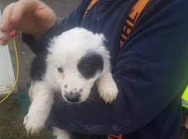 Stunning collie puppies looking for new homes
