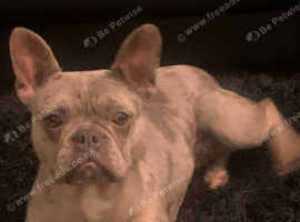 Merle French bulldog