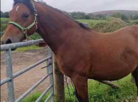 Harry! Stunning Welsh C Gelding young project!