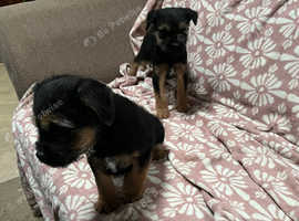 Small dogs free to best sale good home near me