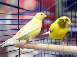 Yellow Canaries,9