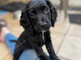 Beautiful Working Cocker Spaniel Puppies