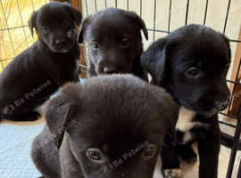 Need to find new homes!!!! Lab X Collie