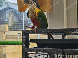 conure parrot   boy