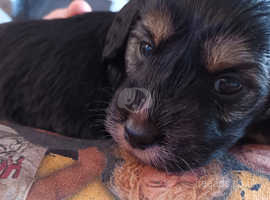 X breed deals puppies for sale