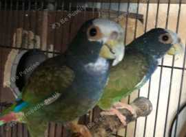 Pair of white capped pionus