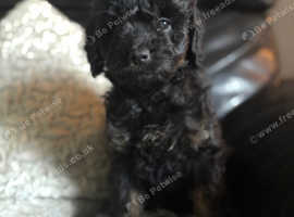 F1b toy Cavapoos