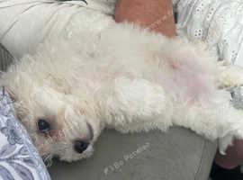Bichon frise boy