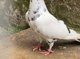 Pigeons in Walsall Find Birds at Freeads in Walsall s 1