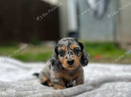 Stunning mini dachshunds