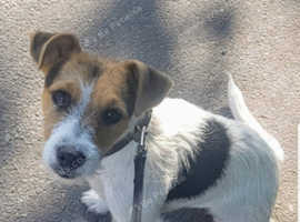 Beautiful Female Jack Russell Pup for Sale