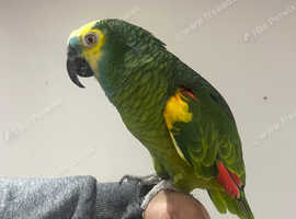 Talking Cuddly Super Tame Amazon Parrot,22