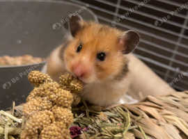 Rosie looking for new home in plymouth